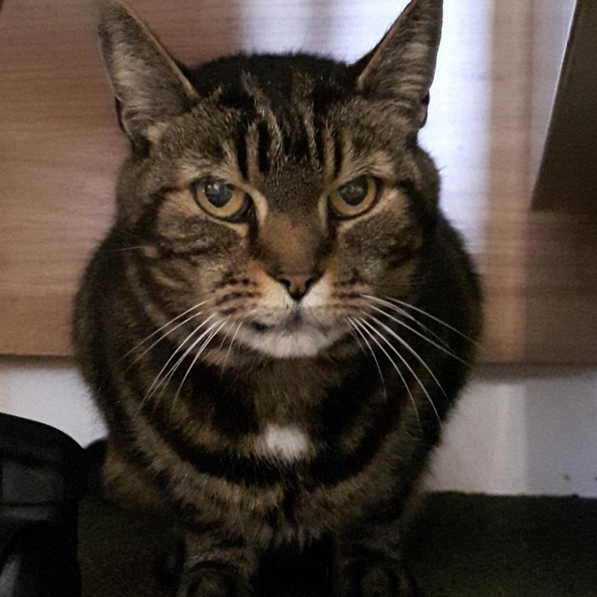 Felix Animal Control Services