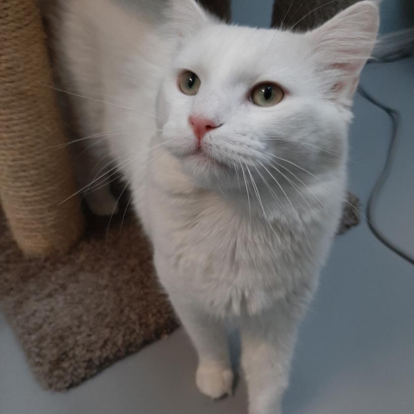 Casper | Animal Control Services