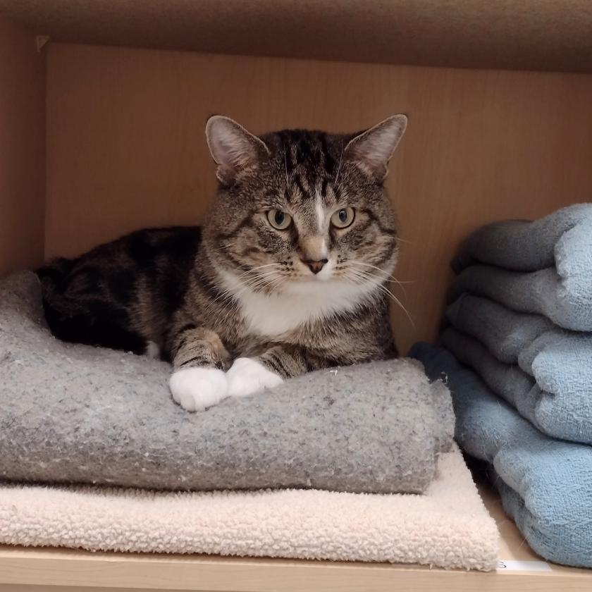 Gordon Animal Control Services