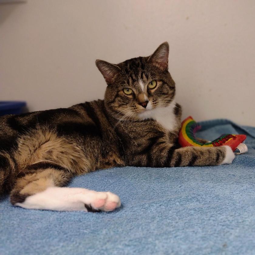 gordon-animal-control-services