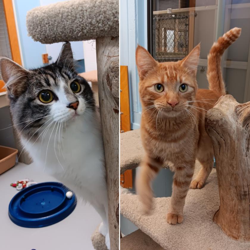 Bananas & Pajamas Animal Control Services