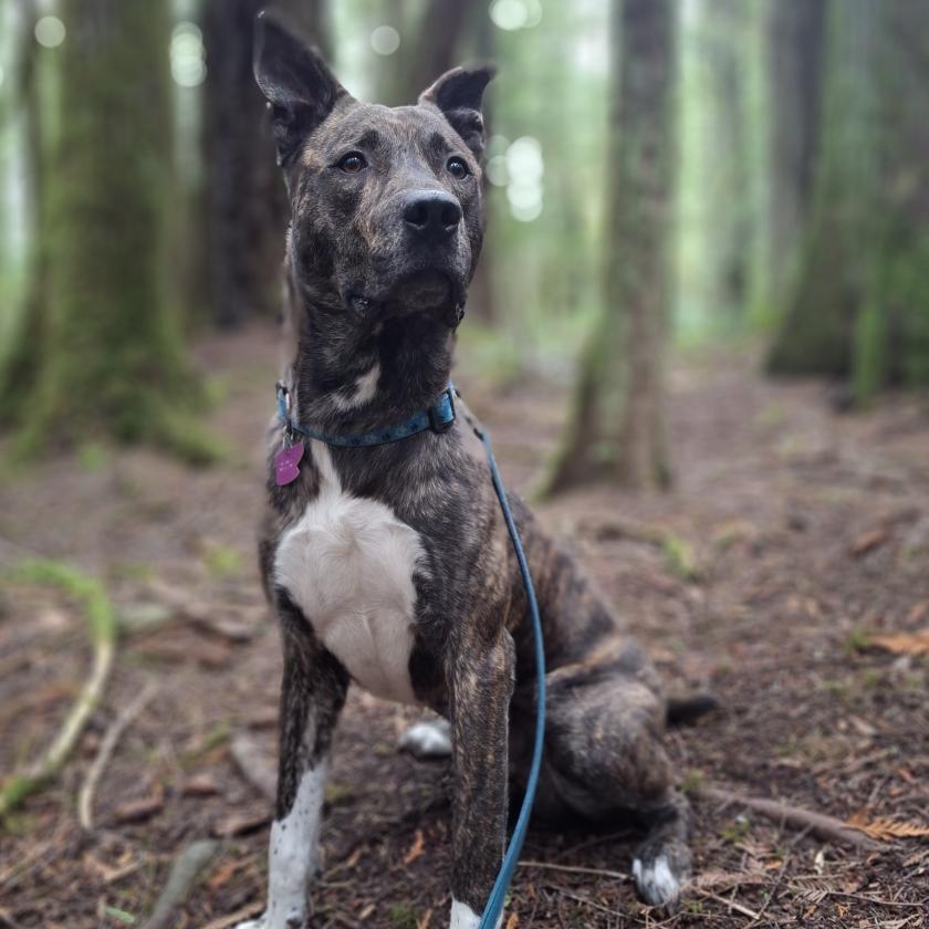 Kanedog Kane | Animal Control Services