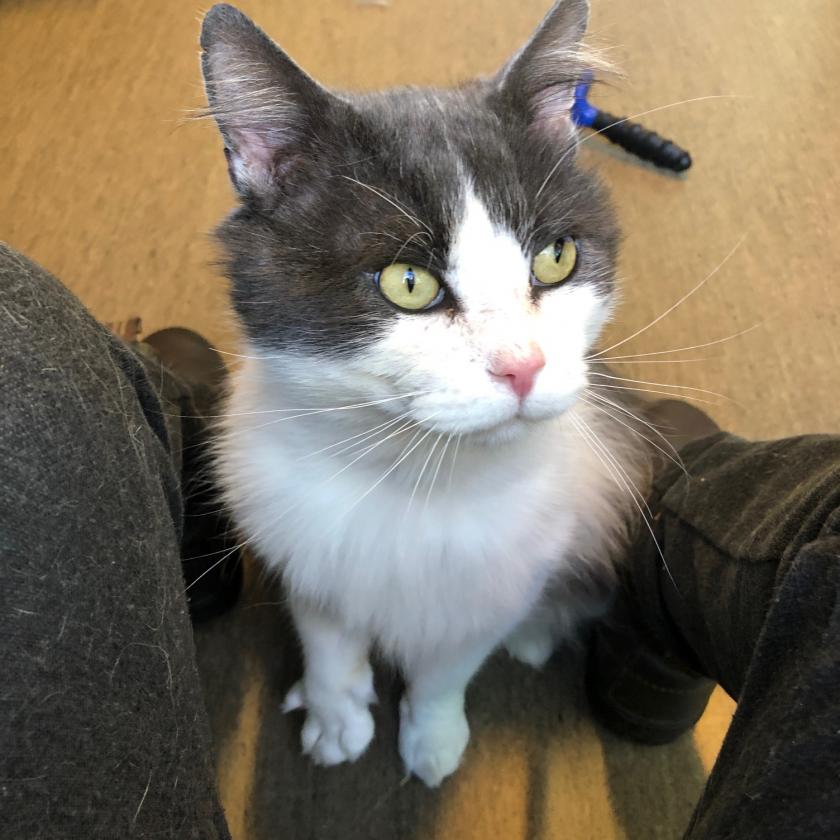 Zeus | Animal Control Services