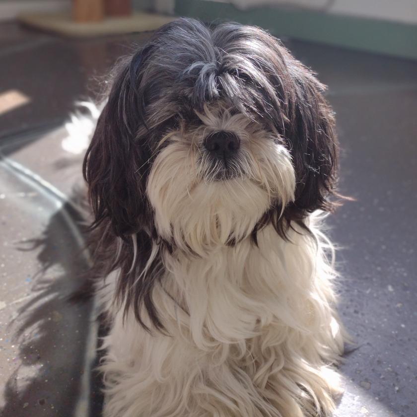 Clive Animal Control Services