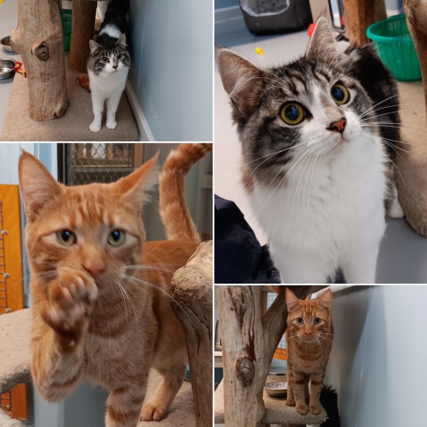 Bananas & Pajamas Animal Control Services