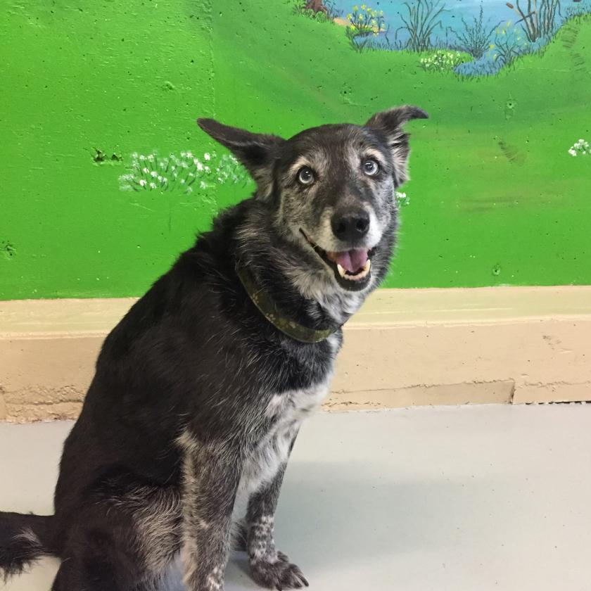 Dakota Animal Control Services